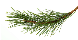İskoç Çamı Esansiyel Yağı "pinus sylvestris"