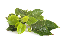 Ravintsara etherische olie "Cinnamomum camphora cineoliferum"