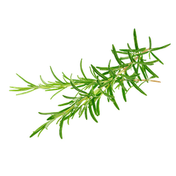 Rozmarínový cineolový esenciálny olej &quot;rosmarinus officinalis cineoliferum&quot;