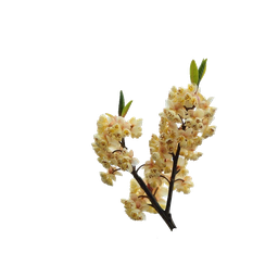 Aceite Esencial de Verbena Exótica &quot;litsea cubeba&quot;