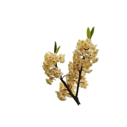 Aceite esencial de verbena exótica "litsea cubeba"