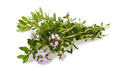 "satureja montana" olio esentzial gazia