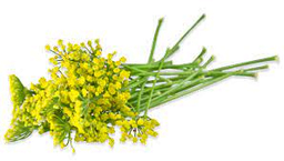 [CON] Sweet fennel essential oil &quot;foeniculum vulgare miller&quot;