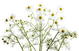 Huile essentielle de camomille bleue (allemand) « matricaria recutita »