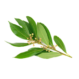 Aceite esencial de Ravensara "ravensara aromatica"