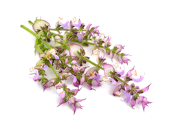 Salvia sclarea olio esentziala (erromatarra) "salvia sclarea"
