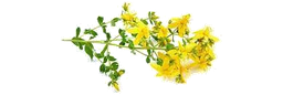Oli Vegetal Hipèric Gira-sol "hypericum perforatum"