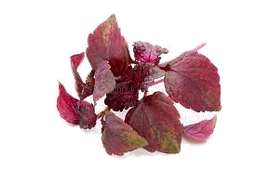 Perilla Plantaardige Olie "perilla ocymoides"
