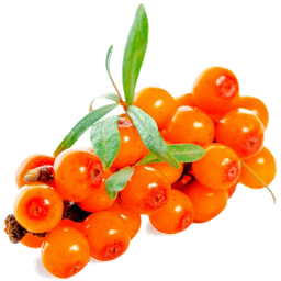 Olio vegetale di olivello spinoso "hippophae rhamnoides"